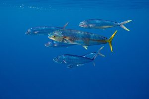 Mahi-mahi
