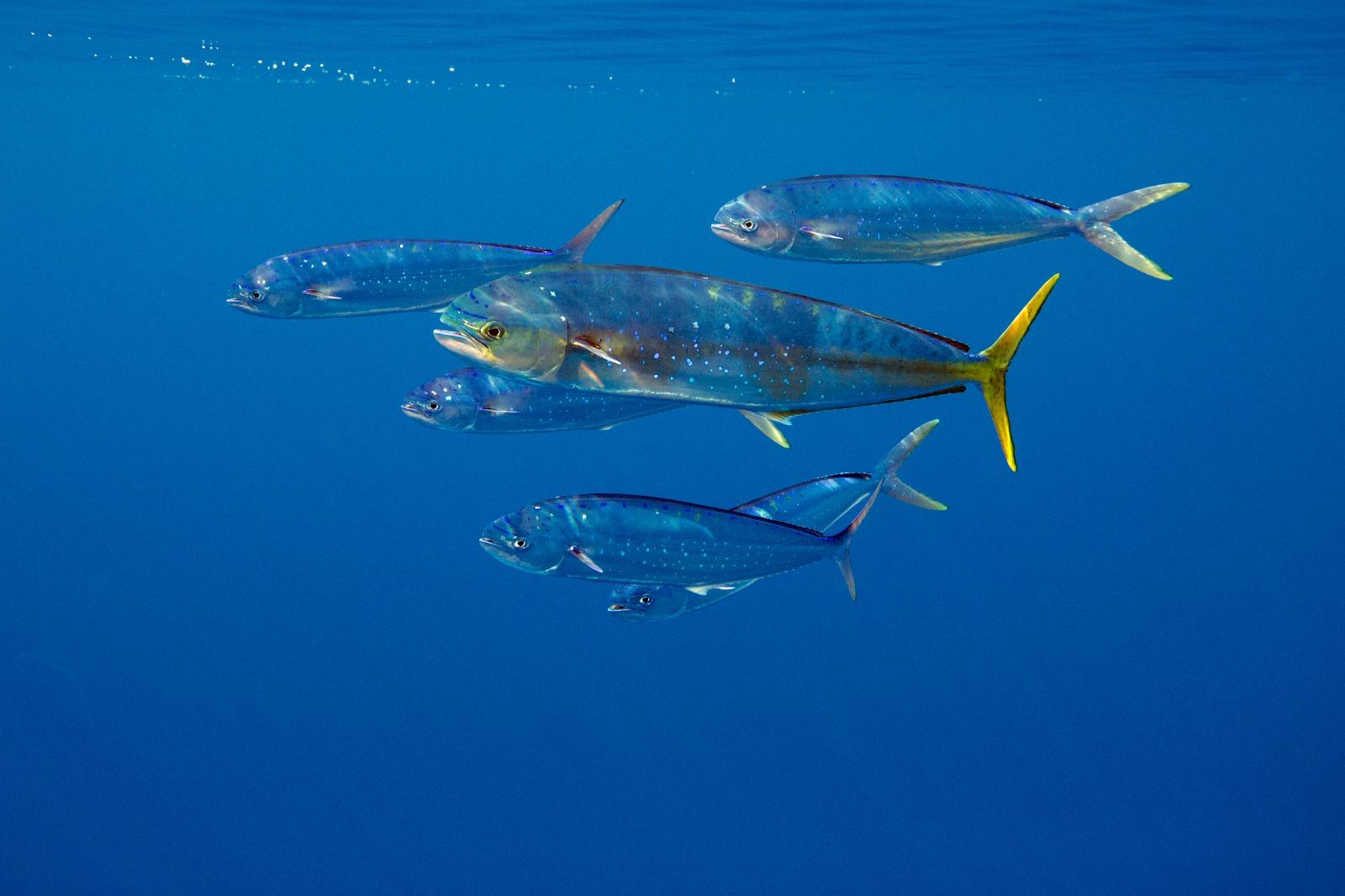 Mahi-mahi